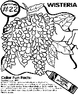 No.22 Wisteria coloring page