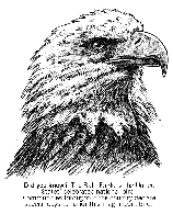 Bald Eagle coloring page