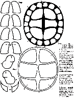 Turtle coloring page