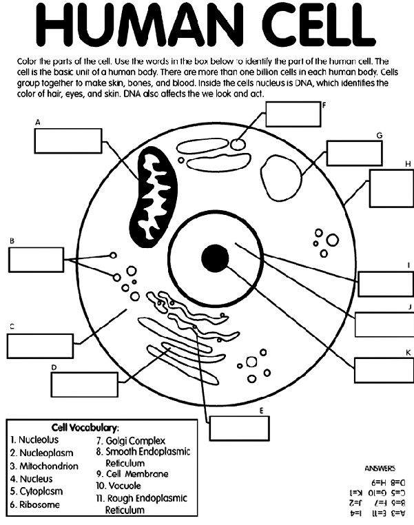Human Cell coloring page